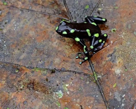 Green and black poison dart frog - Facts, Diet, Habitat & Pictures on ...