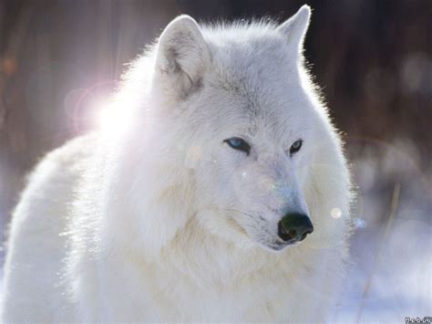 White Wolf with Blue Eyes Wallpapers - 4k, HD White Wolf with Blue Eyes ...