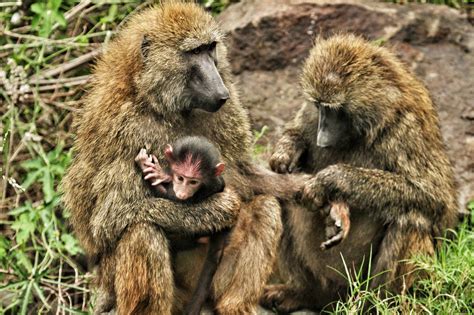 20 Interesting Baboon Facts