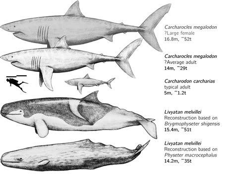 Livyatan Animal Facts | †Livyatan melvillei - Wiki Point