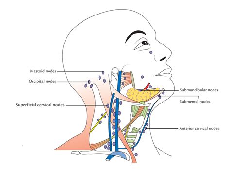 Where Are Neck Lymph Nodes Diagram