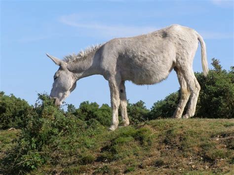 Donkey hybrid browsing near East End,... © Jim Champion :: Geograph ...