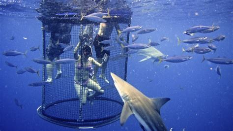 SHARK CAGE DIVING KZN IN DURBAN: Cage Diving KZN December