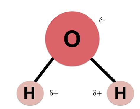 Properties Of Water Worksheet Biology | Molecule diagram, Biology ...