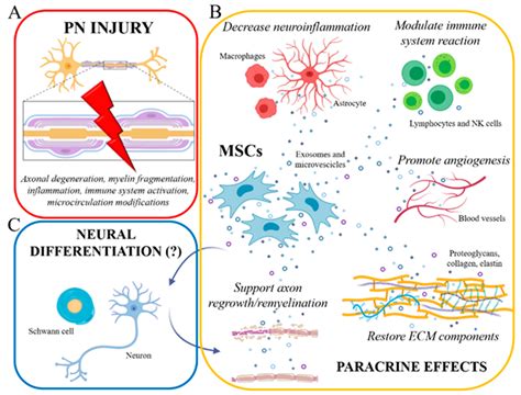 IJMS | Free Full-Text | Mesenchymal Stem Cell Treatment Perspectives in ...