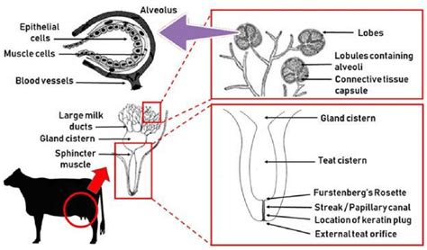 Illustrating the anatomy of mammary gland in cattle | Download ...