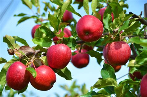 Stayman Winesap Apple Tree | Ison's Nursery & Vineyard