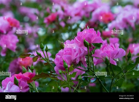 ' Leonie Lamesch ' floribunda rose variety , Rosa rugosa , Pink rose ...