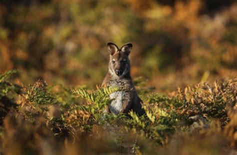 ‘Heartbreaking’: millions of native animals killed under Tasmania’s ...