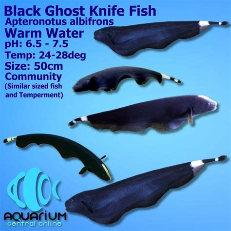 Ghost - Black Ghost Knifefish 6-8cm - Aquarium Central