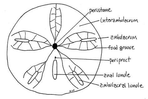 Sand Dollar Anatomy - Anatomical Charts & Posters