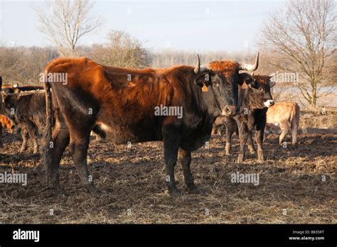 Heck cattle (Bos taurus, Aurochs) in Germany Stock Photo - Alamy