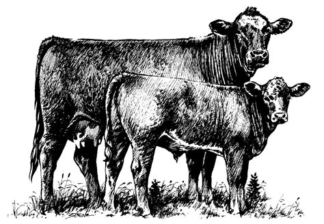 silhouette images cow - Bing Images | Cow calf, Cow pictures, Farm art