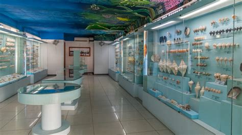 India Seashell Museum | Mahabalipuram | Tamil Nadu Tourism