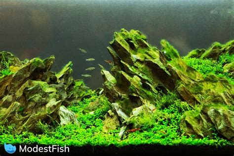 10 Best Carpet Plants For Stunning Aquarium Grass (Beginner's Guide)