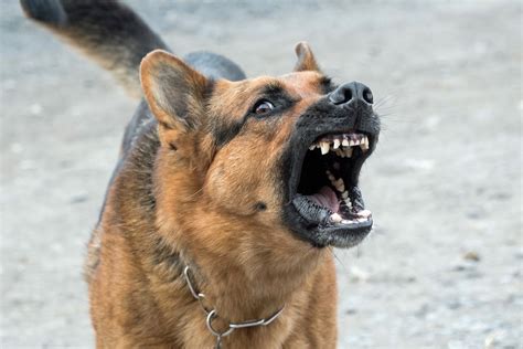 How To Train Your German Shepherd To Be An Excellent Guard Dog | PawTracks