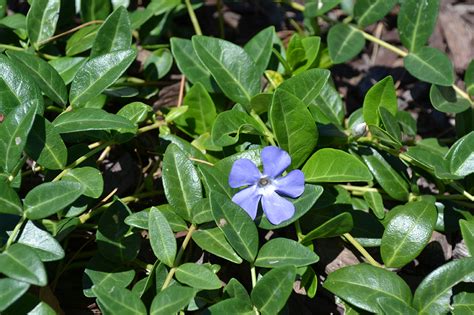 Vinca Minor is a creeping vine with green leaves and purple flowers.