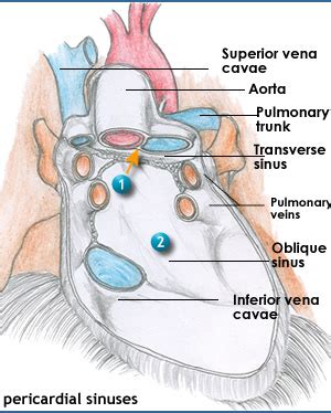 29 :The Middle Mediastinum, Heart and Pericardium and the Superior ...