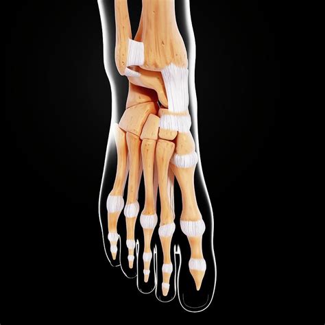 Human Foot Bones #3 by Science Photo Library