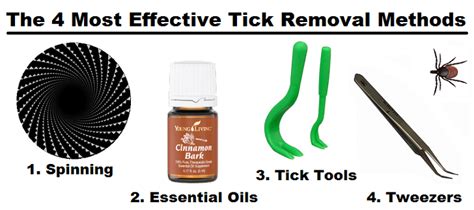 How to Remove a Tick from a Dog – 4 Simple Methods That Work!