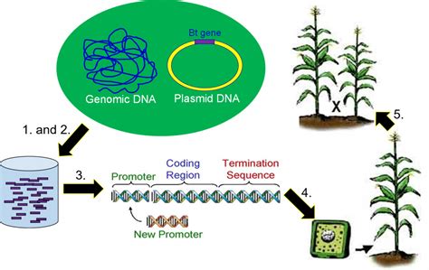 Genetic Engineering – Genetics, Agriculture, and Biotechnology