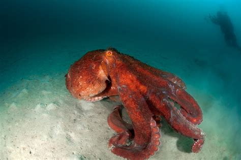 Giant Pacific Octopus - Oceana