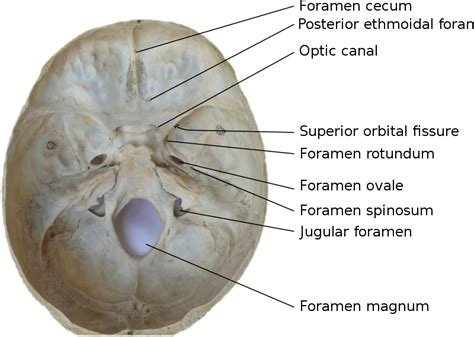 Rishabh Tiwari's Blog: Foramina of the Skull and Structures Passing