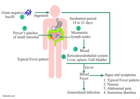 Pathophysiology Of Typhoid Fever