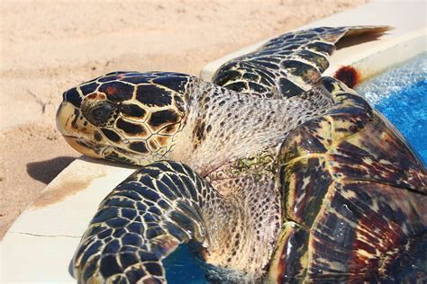 HD wallpaper: brazil, praia do forte, animals, turtle, nature ...