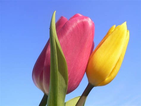 Rainbow Tulips Wallpapers - Wallpaper Cave