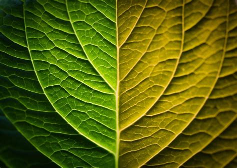 Bright, leaf, veins, close up HD wallpaper | Pxfuel