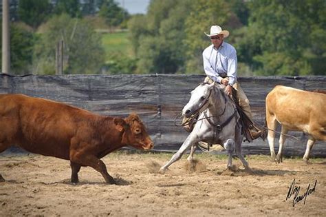 My Love is a Buckskin | Horse pictures, Horses, Reining horses