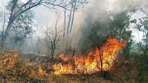 Uttarakhand witnessing unprecedented forest fires | Latest News India ...