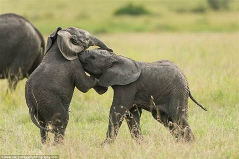 See How Baby Elephants Play Picture | Cutest baby animals from around ...