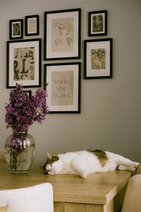 Cat Sleeping on Table · Free Stock Photo