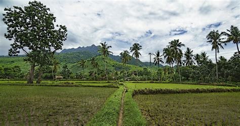 Probolinggo Indonesia village path through the rice fields