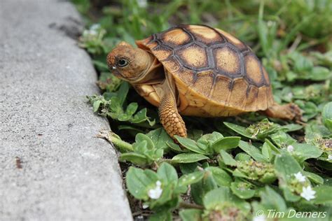 Baby Gopher Tortoise Photograph by Tim Demers - Pixels