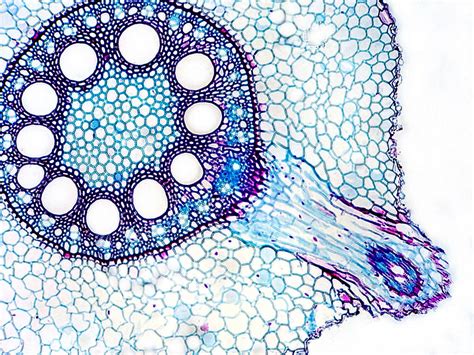 Monocot Stem Cross Section : Monocot Root Cross Section Structure (with ...