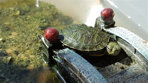 The ABCs of Turtle and Tortoise Feeding