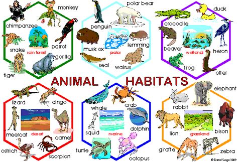 tictacjournal: ANIMALS AND THEIR HABITATS