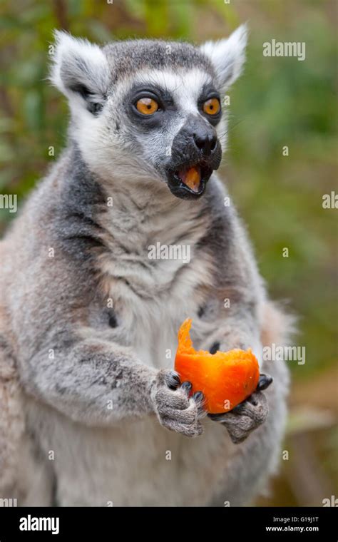 A single Ring Tailed Lemur eating some fruit Stock Photo - Alamy