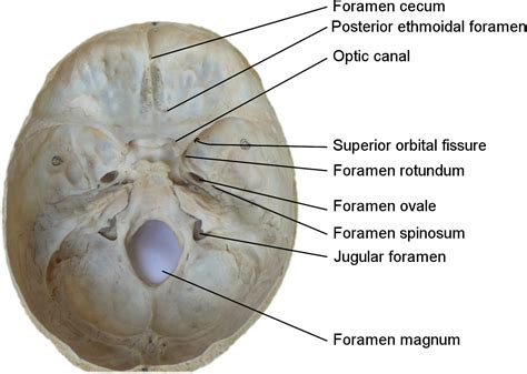 File:Skull foramina labeled.svg - Wikimedia Commons