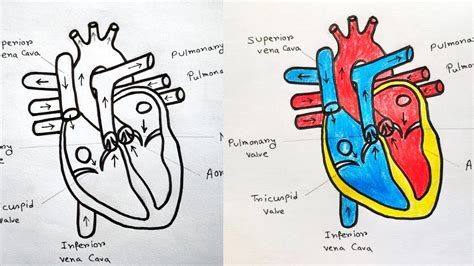 How To Draw Human Heart Labeled Human Drawing Biology Diagrams | Images ...