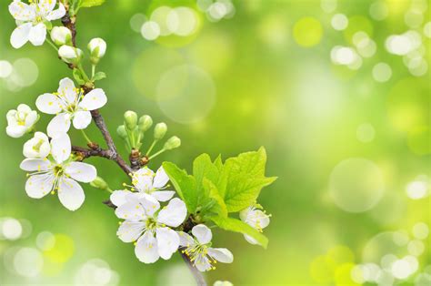 Branch Free Spring Wallpaper 00898 - Baltana