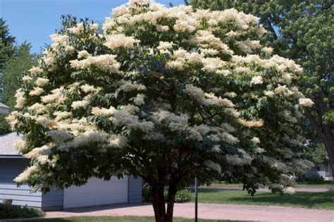 Snowdance Japanese Tree Lilac - Pahl's Market - Apple Valley, MN