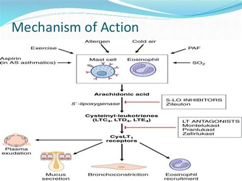 leukotriene antagonists - pictures, photos