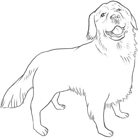 Golden Retriever drawing | Dog Breeds List | Dog breeds list, Dog ...