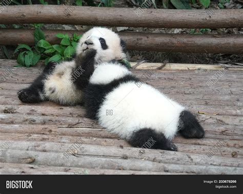 Baby Pandas Sleeping