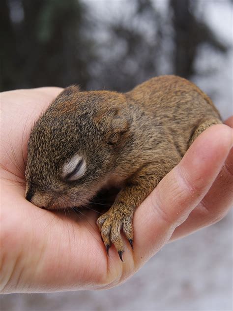 Baby Tree Squirrel