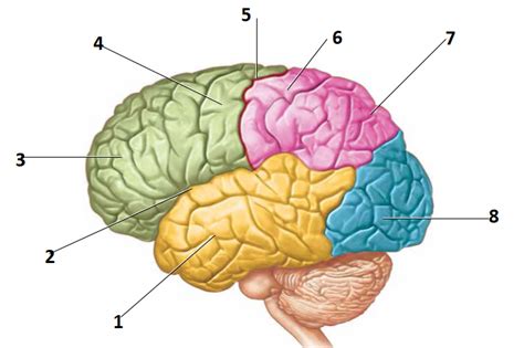 label parts of brain Diagram | Quizlet